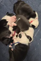 Sunny Sass Yellow Girl, a female Boston Terrier for sale in Yakima, WA – 9 of 10