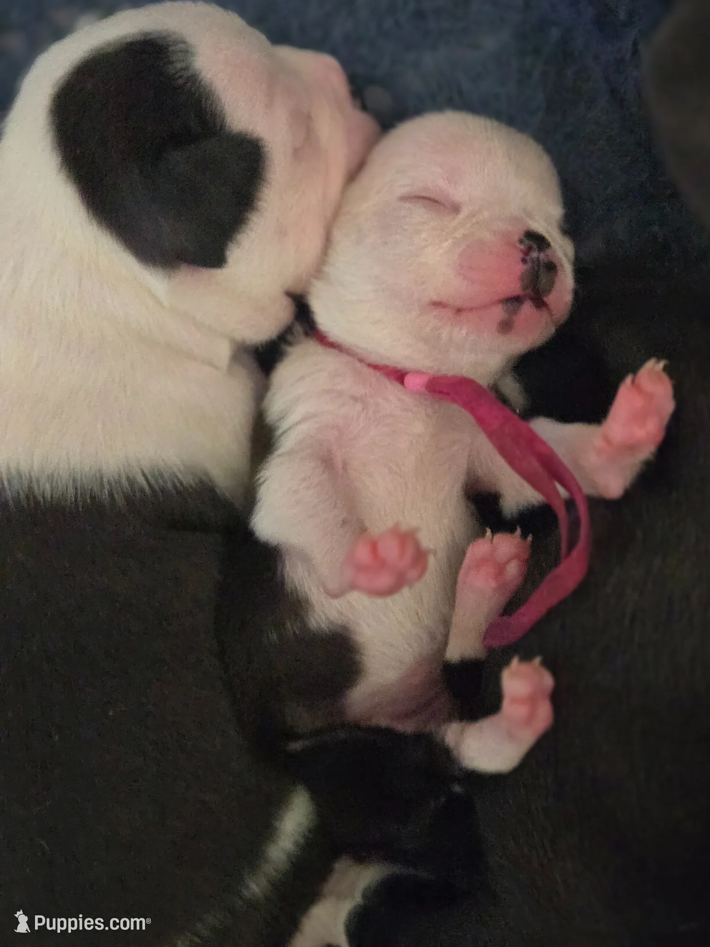Pinky Girl, a female Boston Terrier for sale in Yakima, WA – 9 of 10