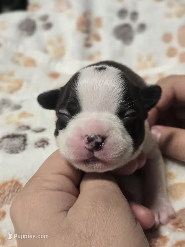 Ash, a male Boston Terrier for sale in Yakima, WA – 1 of 3