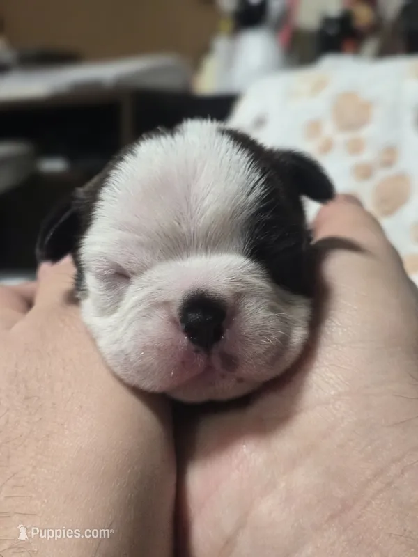 Arie, a male Boston Terrier for sale in Yakima, WA – 1 of 6