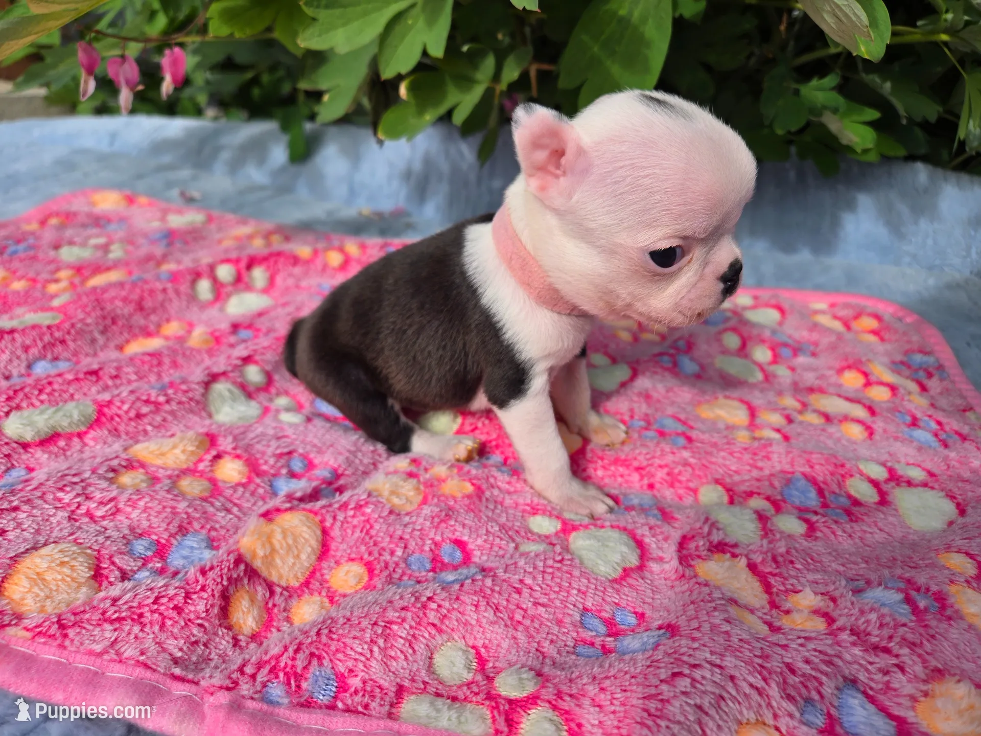 Pinky Girl, a female Boston Terrier for sale in Yakima, WA – 6 of 10