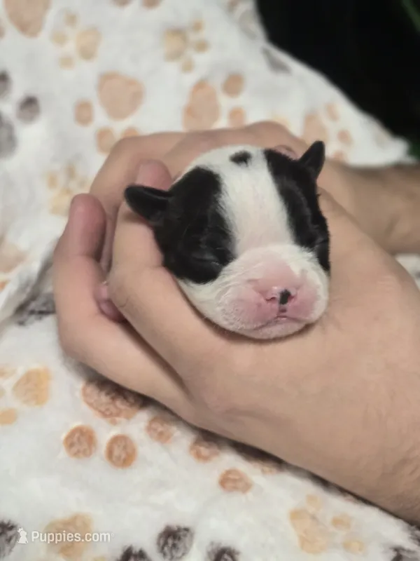 Axel, a male Boston Terrier for sale in Yakima, WA – 1 of 4