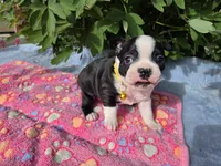 Sunny Sass Yellow Girl, a female Boston Terrier for sale in Yakima, WA – 3 of 10