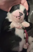 Red the Playful Adventurer, a male Boston Terrier for sale in Yakima, WA – 10 of 10