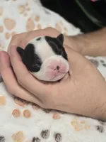 Axel, a male Boston Terrier for sale in Yakima, WA – 4 of 4