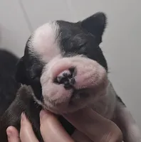 Sunny Sass Yellow Girl, a female Boston Terrier for sale in Yakima, WA – 2 of 10