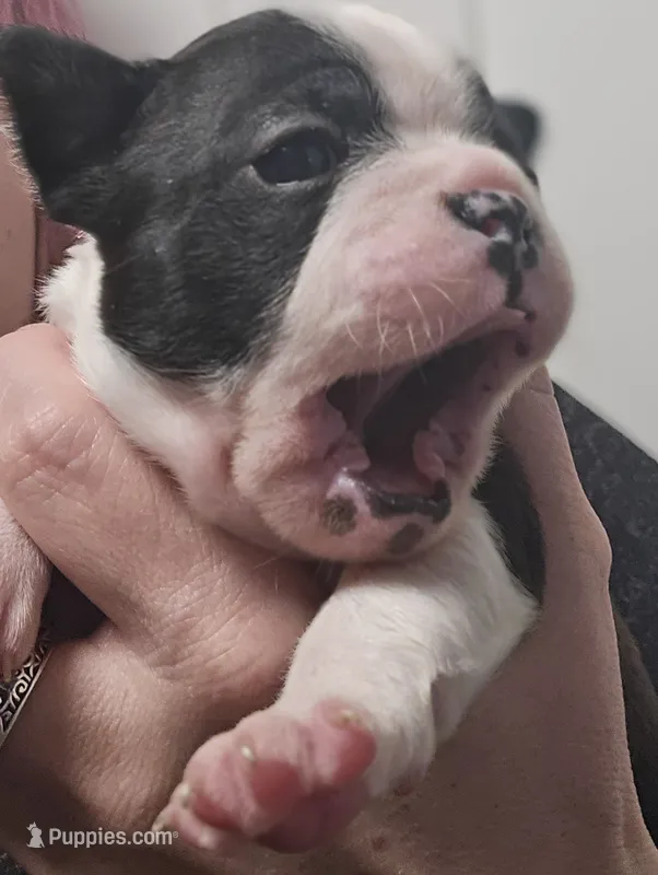 Red the Playful Adventurer – Boston Terrier puppy for sale in Yakima, WA
