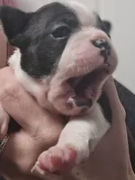 Red the Playful Adventurer, a male Boston Terrier for sale in Yakima, WA – 1 of 10