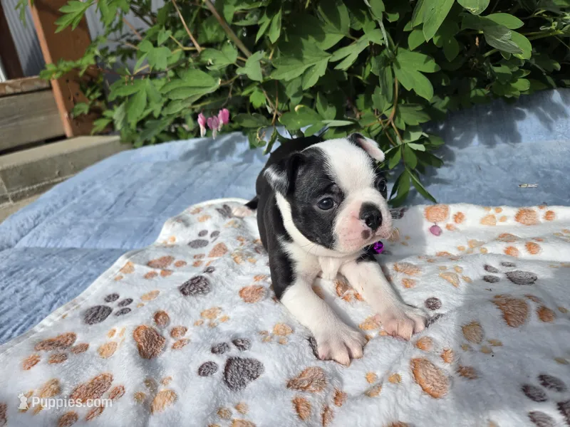 Blue Boy – Boston Terrier puppy for sale in Yakima, WA