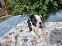 Blue Boy, a male Boston Terrier for sale in Yakima, WA – 1 of 8