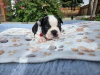 Red the Playful Adventurer, a male Boston Terrier for sale in Yakima, WA – 3 of 10