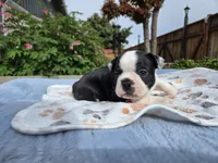 Red the Playful Adventurer, a male Boston Terrier for sale in Yakima, WA – 2 of 10
