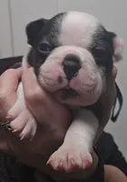 Blue Boy, a male Boston Terrier for sale in Yakima, WA – 7 of 8
