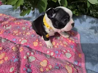 Sunny Sass Yellow Girl, a female Boston Terrier for sale in Yakima, WA – 7 of 10