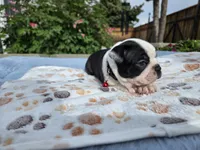 Red the Playful Adventurer, a male Boston Terrier for sale in Yakima, WA – 7 of 10