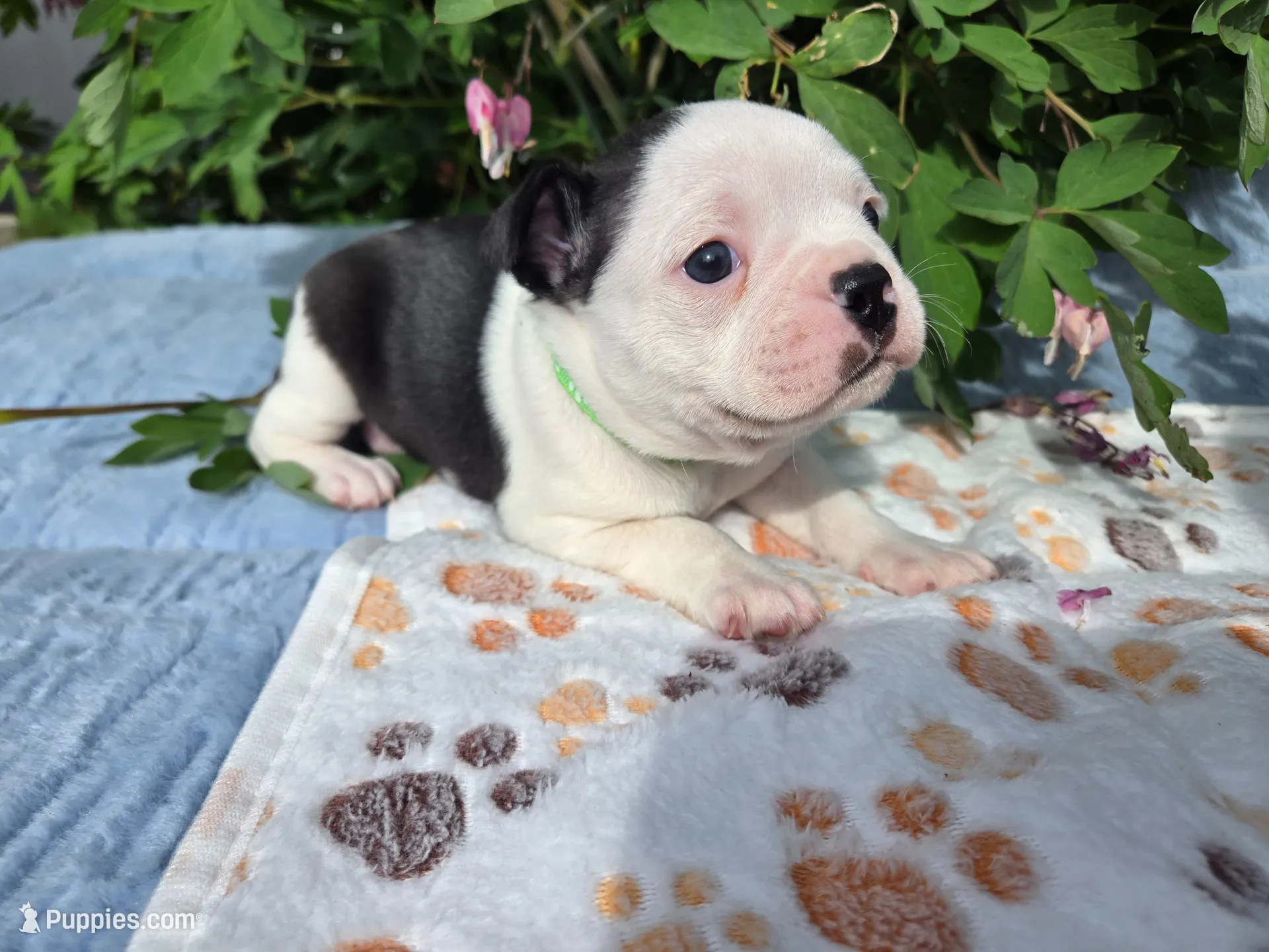 Gray our Gentle Giant, a male Boston Terrier for sale in Yakima, WA – 4 of 10