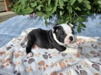 Blue Boy, a male Boston Terrier for sale in Yakima, WA – 3 of 8