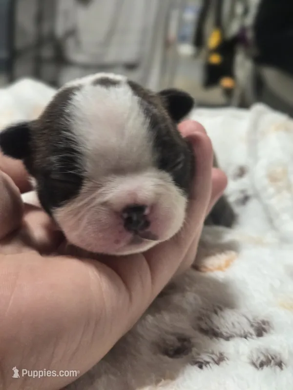 Apollo – Boston Terrier puppy for sale in Yakima, WA