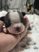 Apollo, a male Boston Terrier for sale in Yakima, WA – 1 of 3