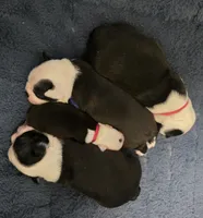 Sunny Sass Yellow Girl, a female Boston Terrier for sale in Yakima, WA – 10 of 10