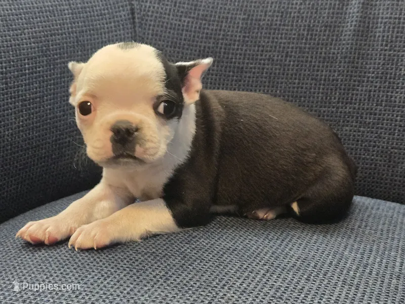 Pinky Girl – Boston Terrier puppy for sale in Yakima, WA