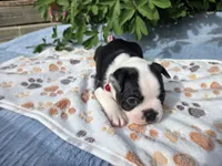 Red the Playful Adventurer, a male Boston Terrier for sale in Yakima, WA – 5 of 10