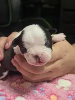 Akeena, a female Boston Terrier for sale in Yakima, WA – 1 of 4