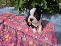 Sunny Sass Yellow Girl, a female Boston Terrier for sale in Yakima, WA – 4 of 10