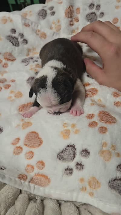 Arie, a male Boston Terrier for sale in Yakima, WA – 5 of 6