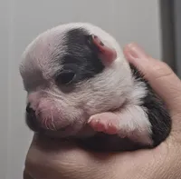 Pinky Girl, a female Boston Terrier for sale in Yakima, WA – 3 of 10