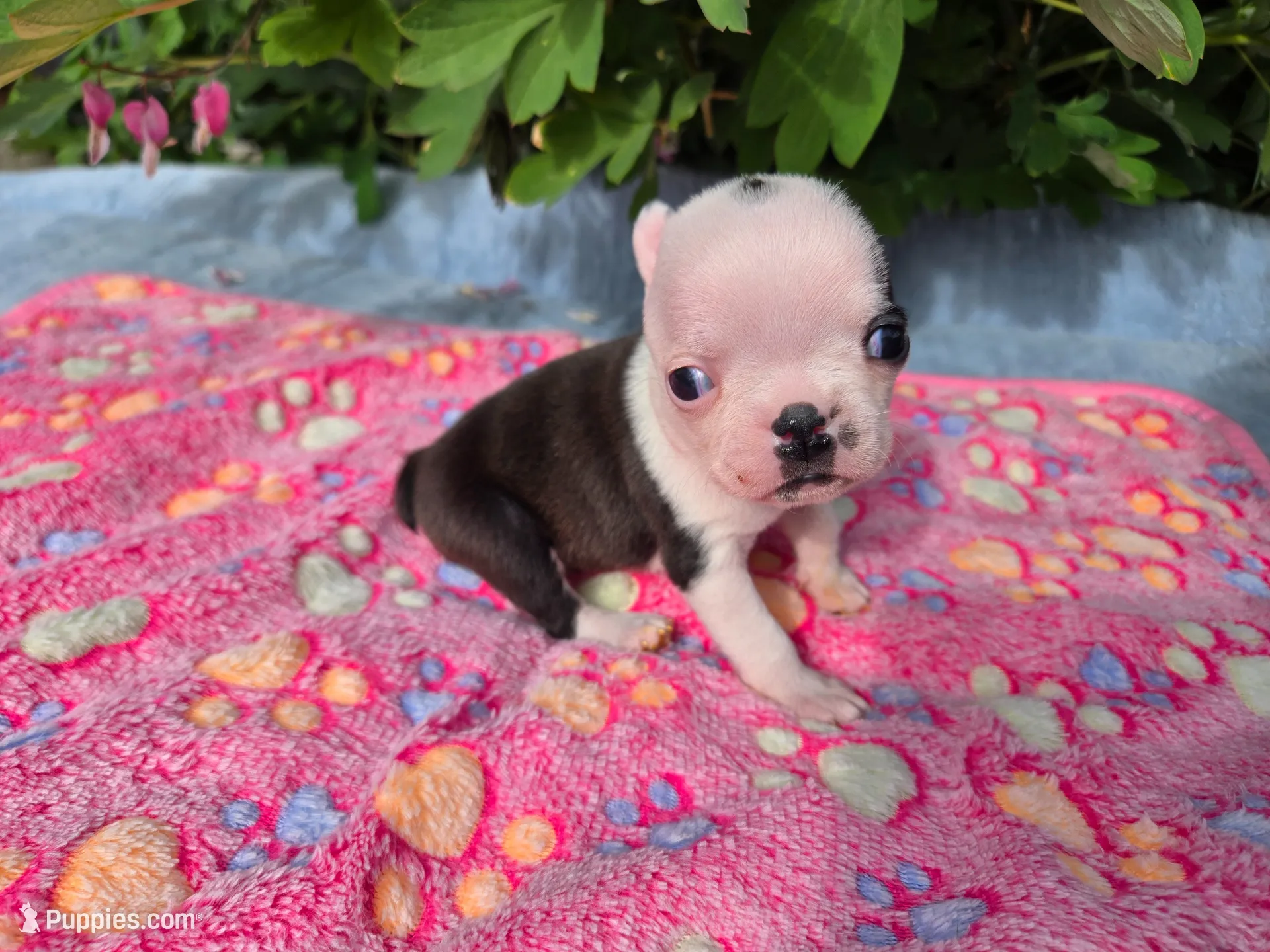 Pinky Girl, a female Boston Terrier for sale in Yakima, WA – 1 of 10