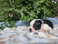 Red the Playful Adventurer, a male Boston Terrier for sale in Yakima, WA – 6 of 10