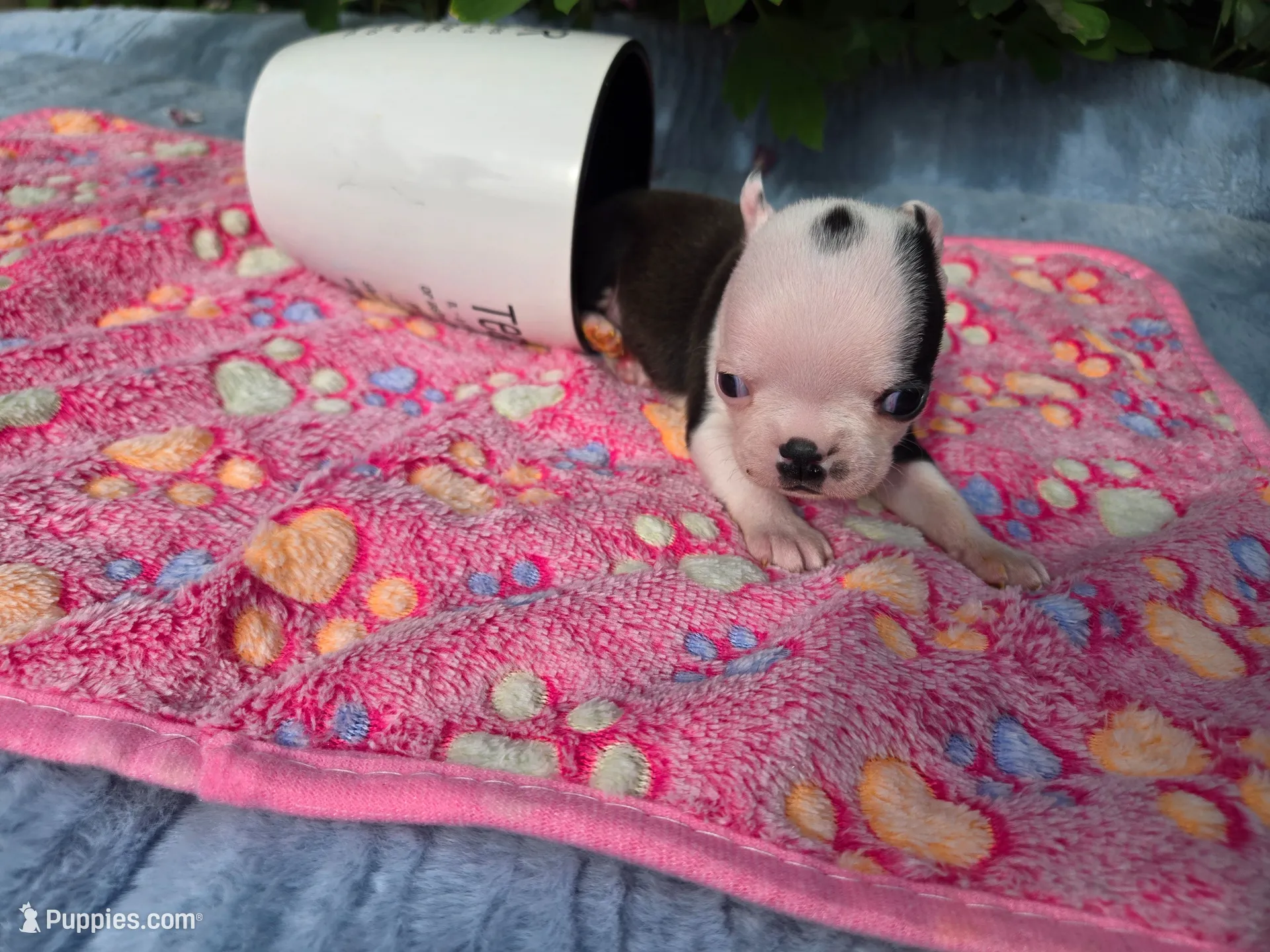 Pinky Girl, a female Boston Terrier for sale in Yakima, WA – 4 of 10