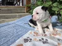 Gray our Gentle Giant, a male Boston Terrier for sale in Yakima, WA – 2 of 10