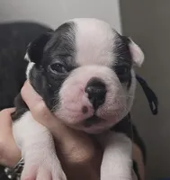 Blue Boy, a male Boston Terrier for sale in Yakima, WA – 5 of 8