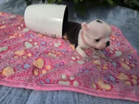 Pinky Girl, a female Boston Terrier for sale in Yakima, WA – 5 of 10