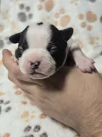 Ash, a male Boston Terrier for sale in Yakima, WA – 2 of 3