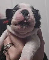Red the Playful Adventurer, a male Boston Terrier for sale in Yakima, WA – 9 of 10