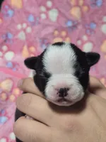 Aurora, a female Boston Terrier for sale in Yakima, WA – 1 of 4