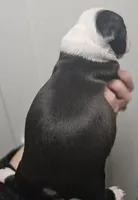 Sunny Sass Yellow Girl, a female Boston Terrier for sale in Yakima, WA – 5 of 10