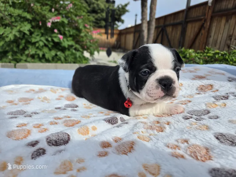 Red the Playful Adventurer – Boston Terrier puppy for sale in Yakima, WA