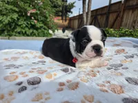 Red the Playful Adventurer, a male Boston Terrier for sale in Yakima, WA – 4 of 10