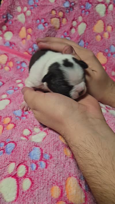 Aurora, a female Boston Terrier for sale in Yakima, WA – 3 of 4