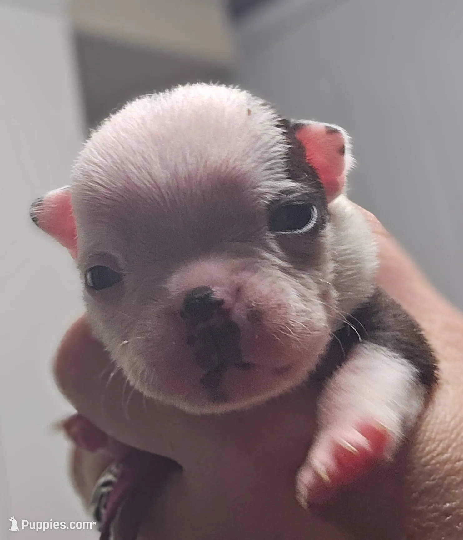 Pinky Girl, a female Boston Terrier for sale in Yakima, WA – 8 of 10