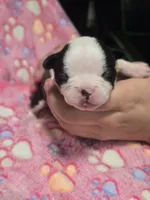Akeena, a female Boston Terrier for sale in Yakima, WA – 2 of 4