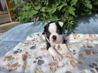 Blue Boy, a male Boston Terrier for sale in Yakima, WA – 2 of 8