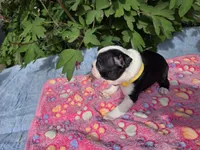 Sunny Sass Yellow Girl, a female Boston Terrier for sale in Yakima, WA – 6 of 10