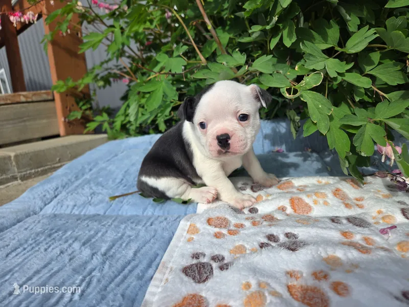 Gray our Gentle Giant – Boston Terrier puppy for sale in Yakima, WA