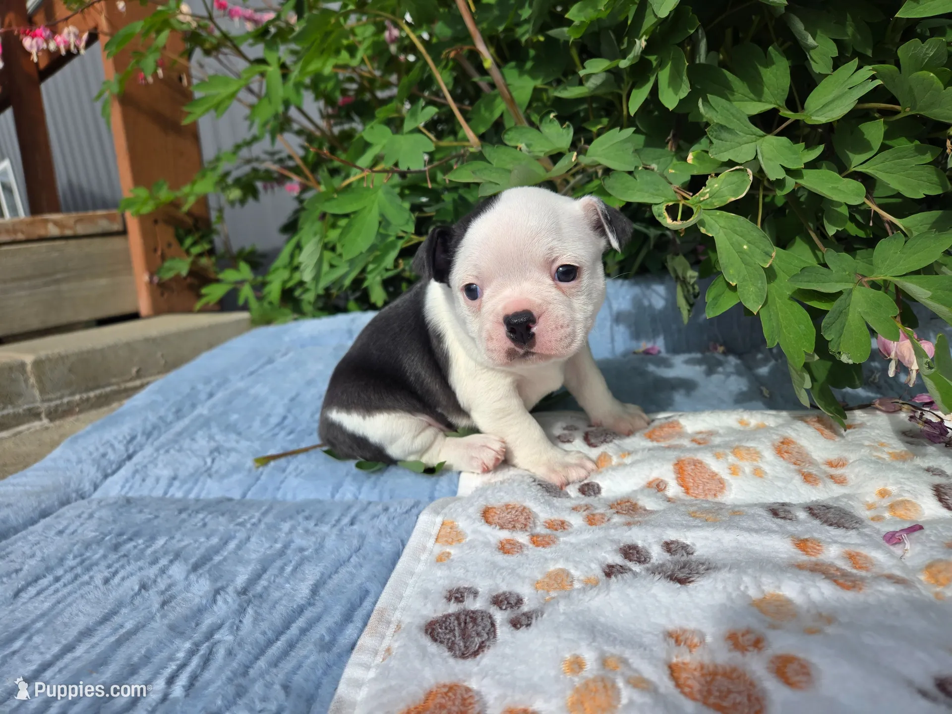 Gray our Gentle Giant, a male Boston Terrier for sale in Yakima, WA – 1 of 10