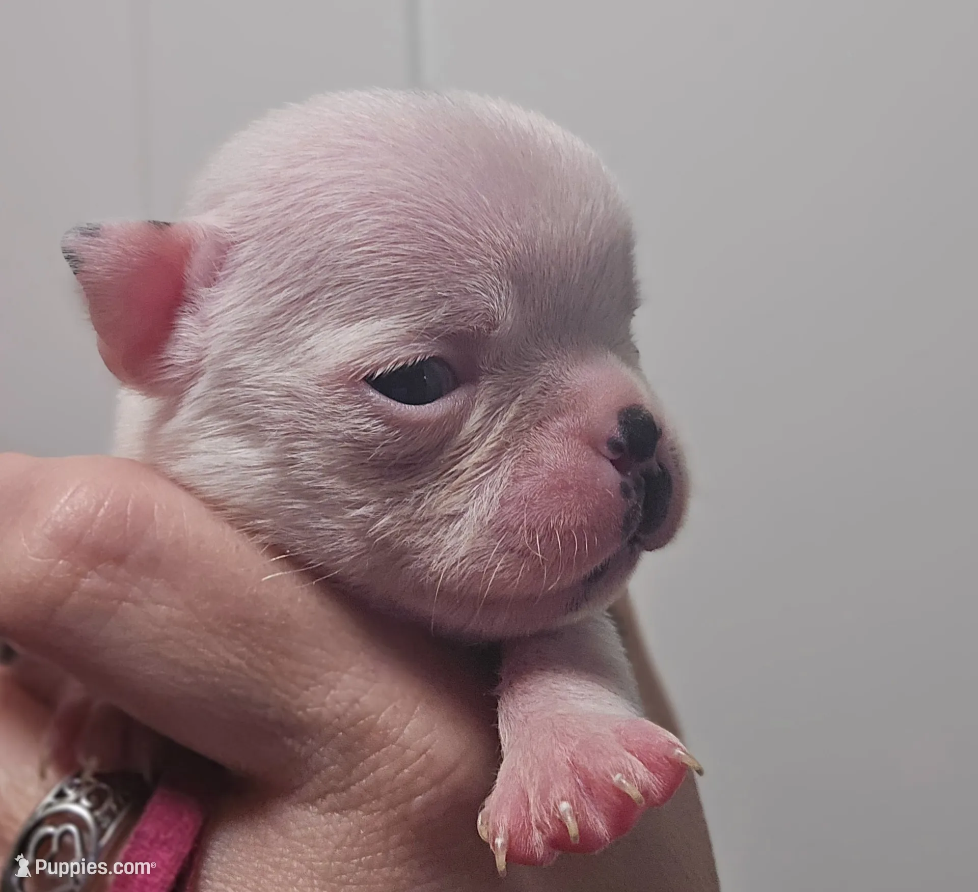 Pinky Girl, a female Boston Terrier for sale in Yakima, WA – 2 of 10